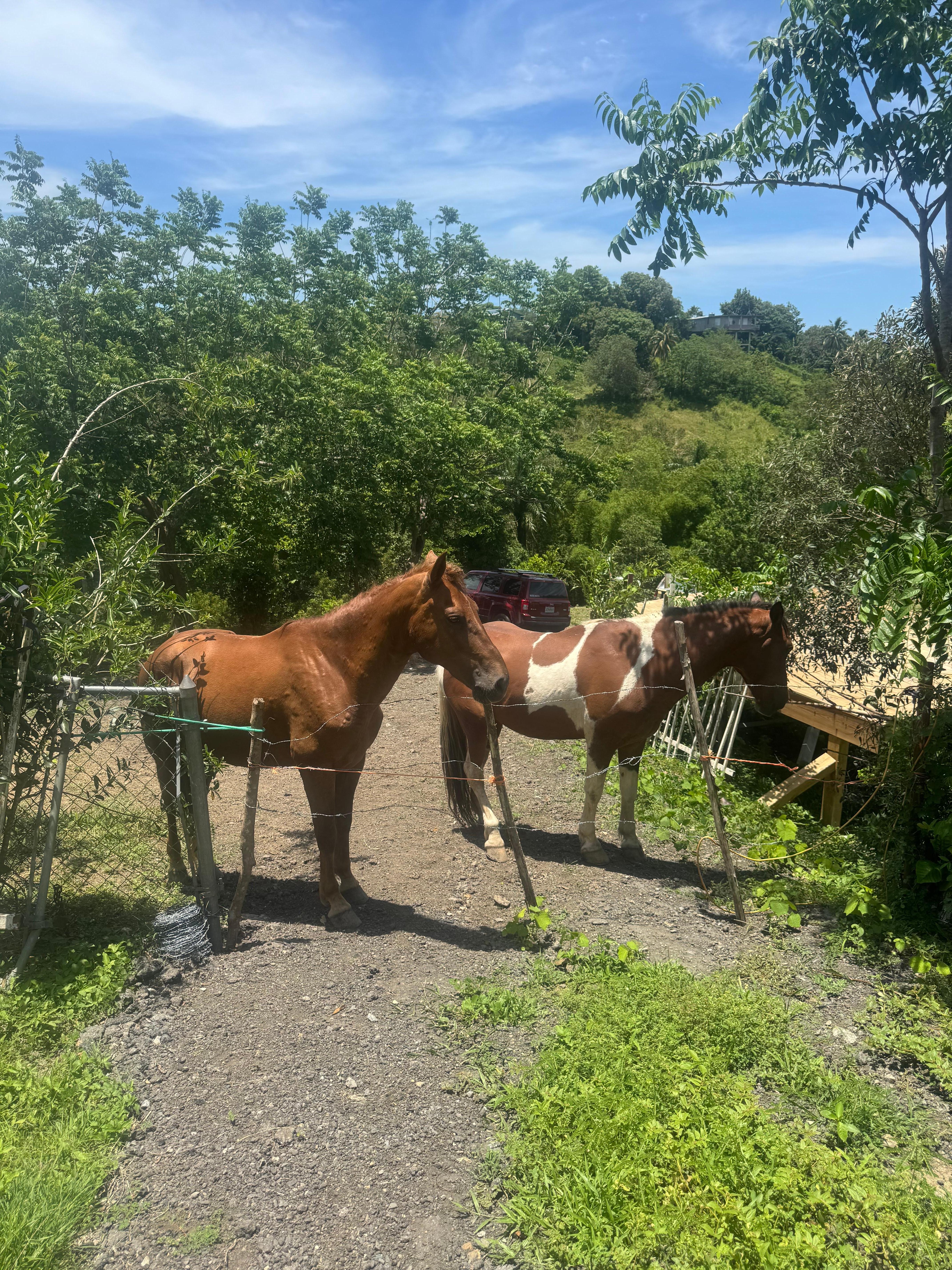 Horses right next to property 