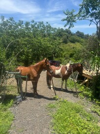 Horses right next to property