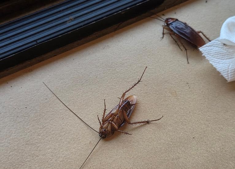 2 of the 12 cockroaches in the house during our stay