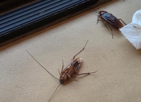 2 of the 12 cockroaches in the house during our stay