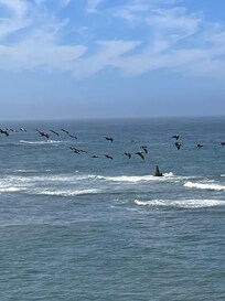 Ano Nuevo State Beach