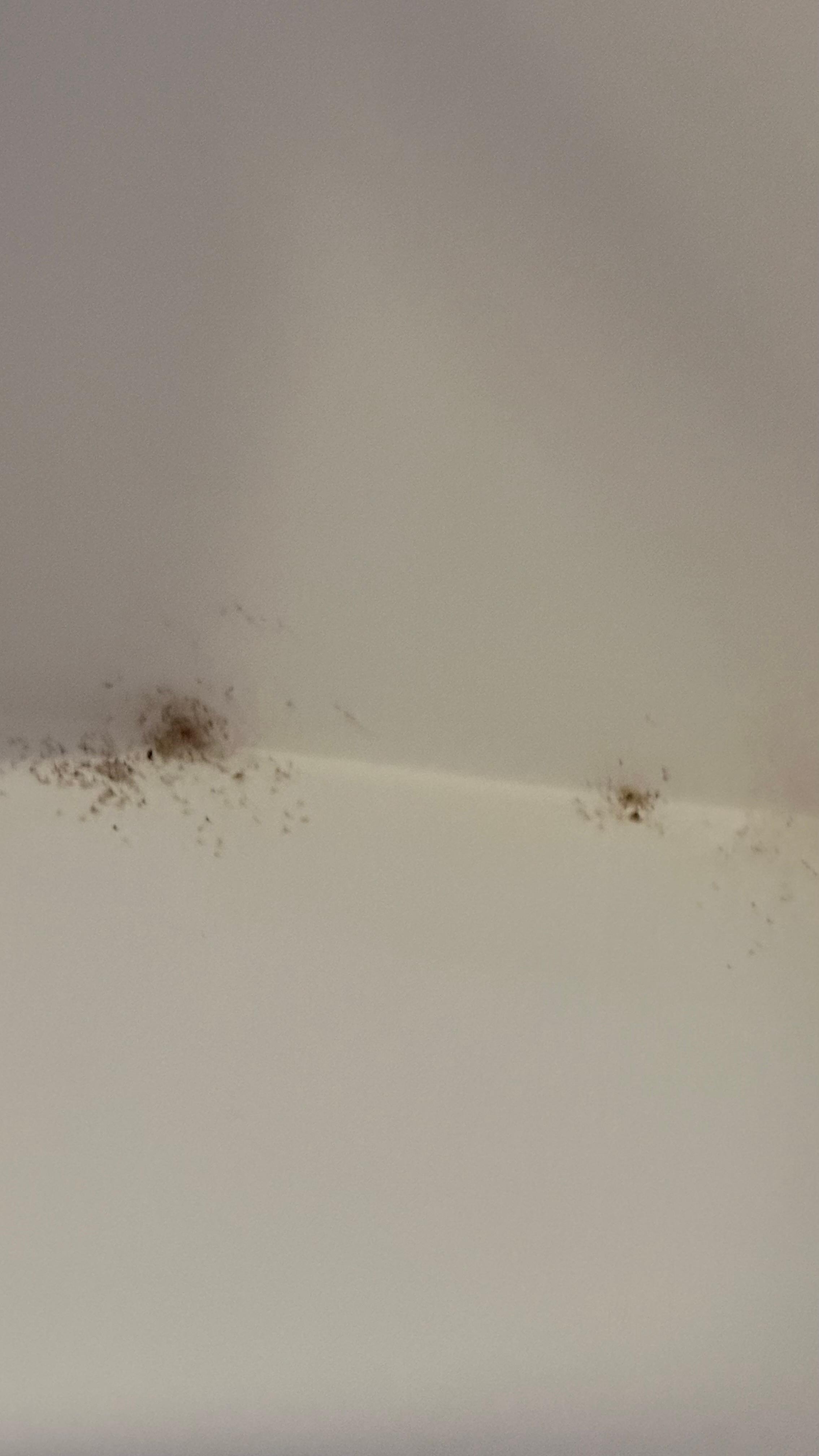 Spiderwebs with dead insects all over the walls and window.