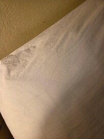 Hair all over bed
