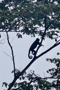 Howler monkeys