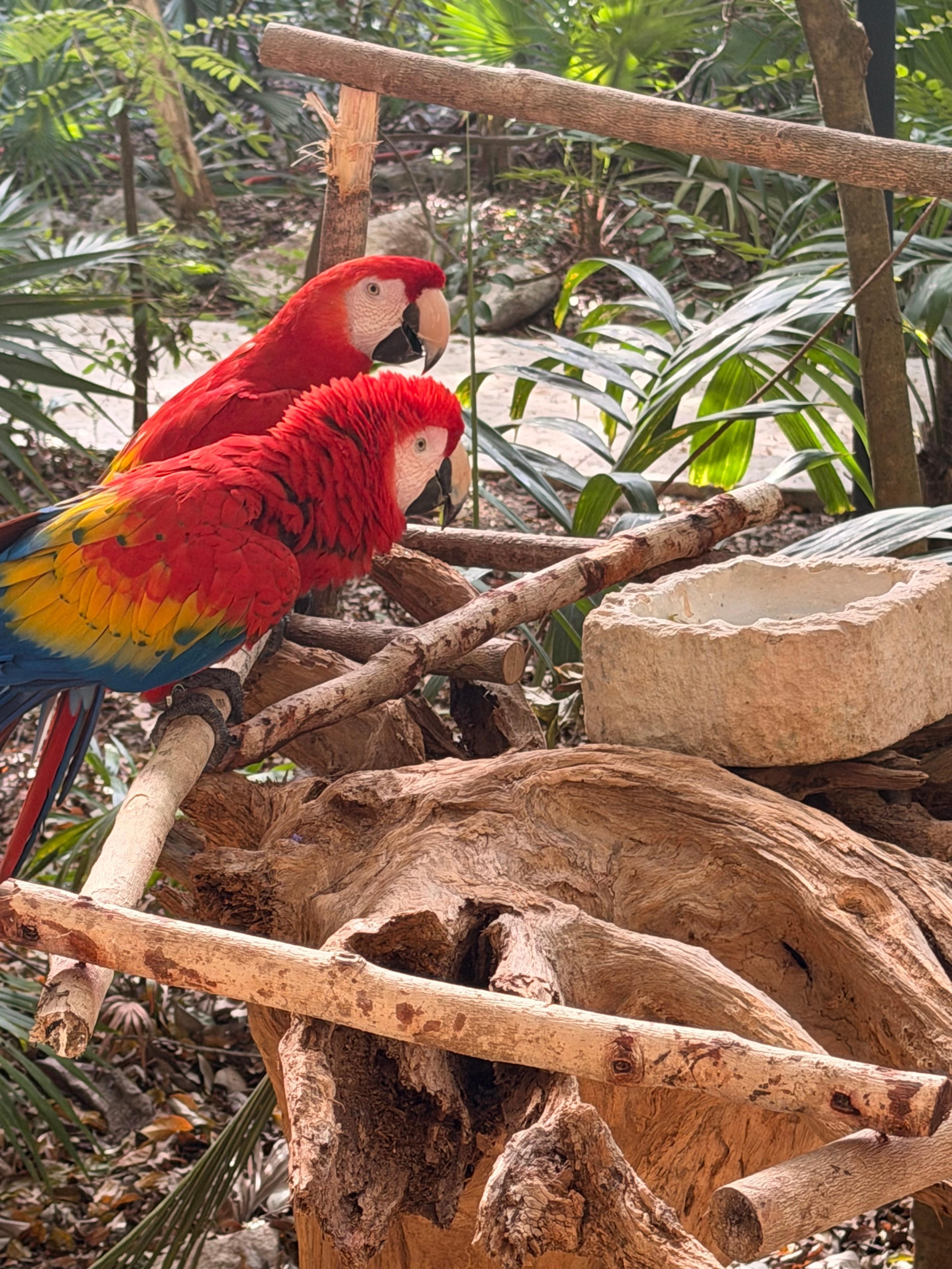 Beautiful parakeet all over the entry lobby.