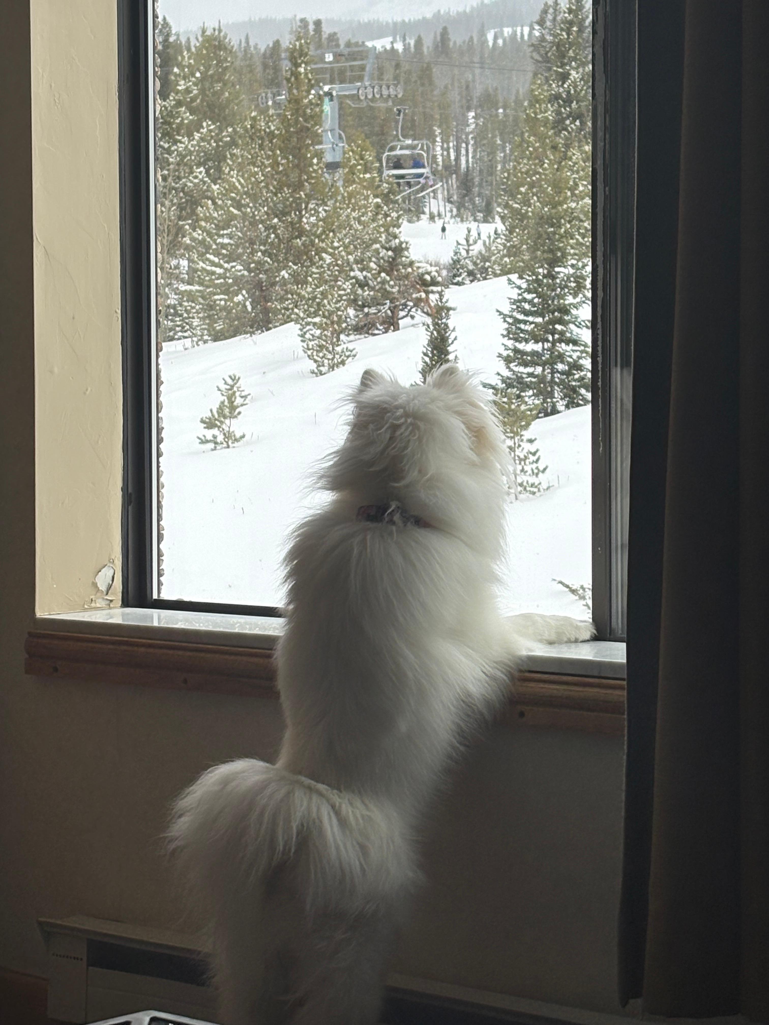 Mila watching the skiers!