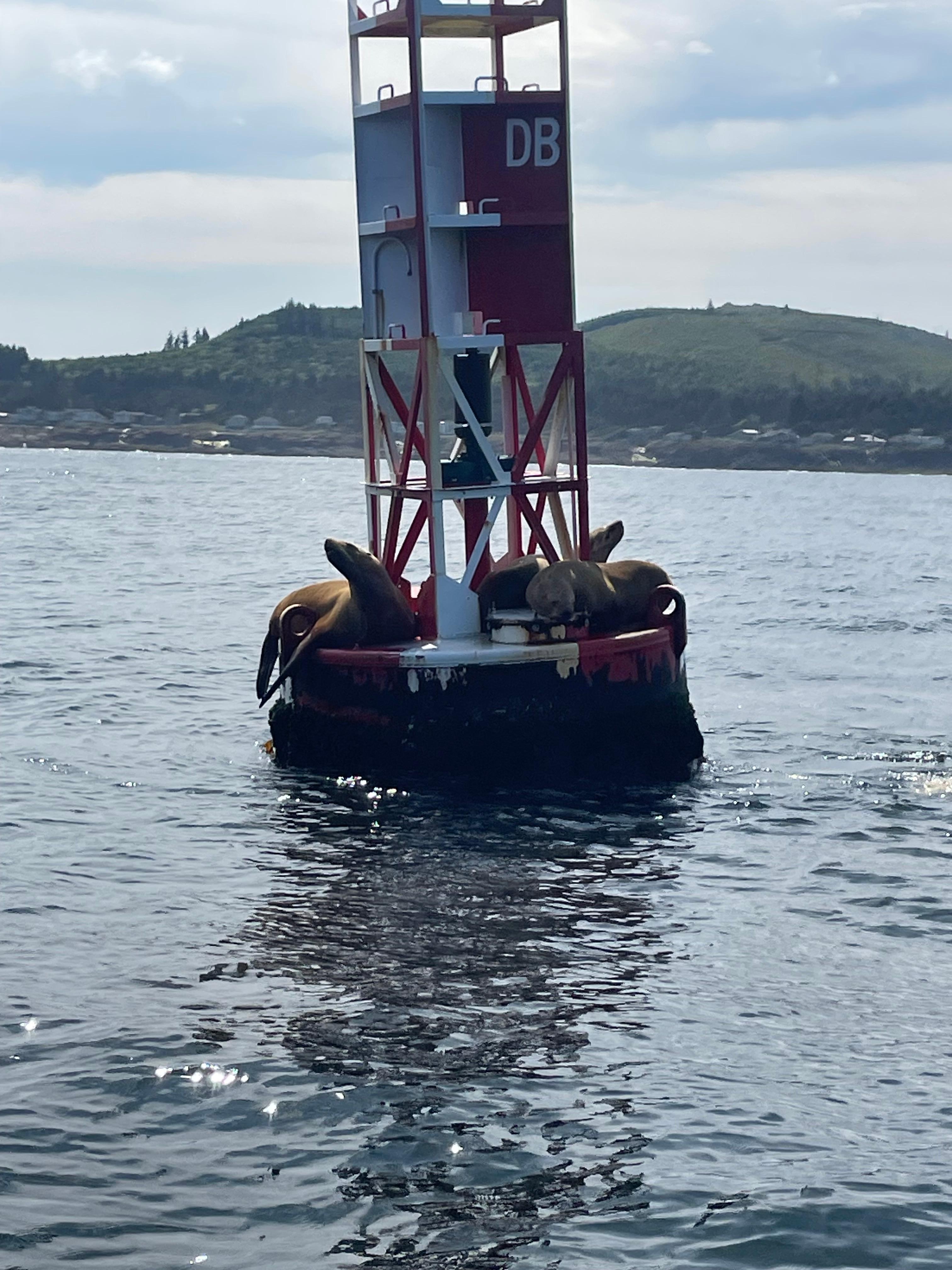 Sea Lions from our whale watching excursion 