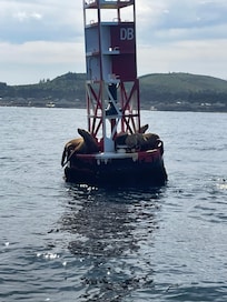 Sea Lions from our whale watching excursion