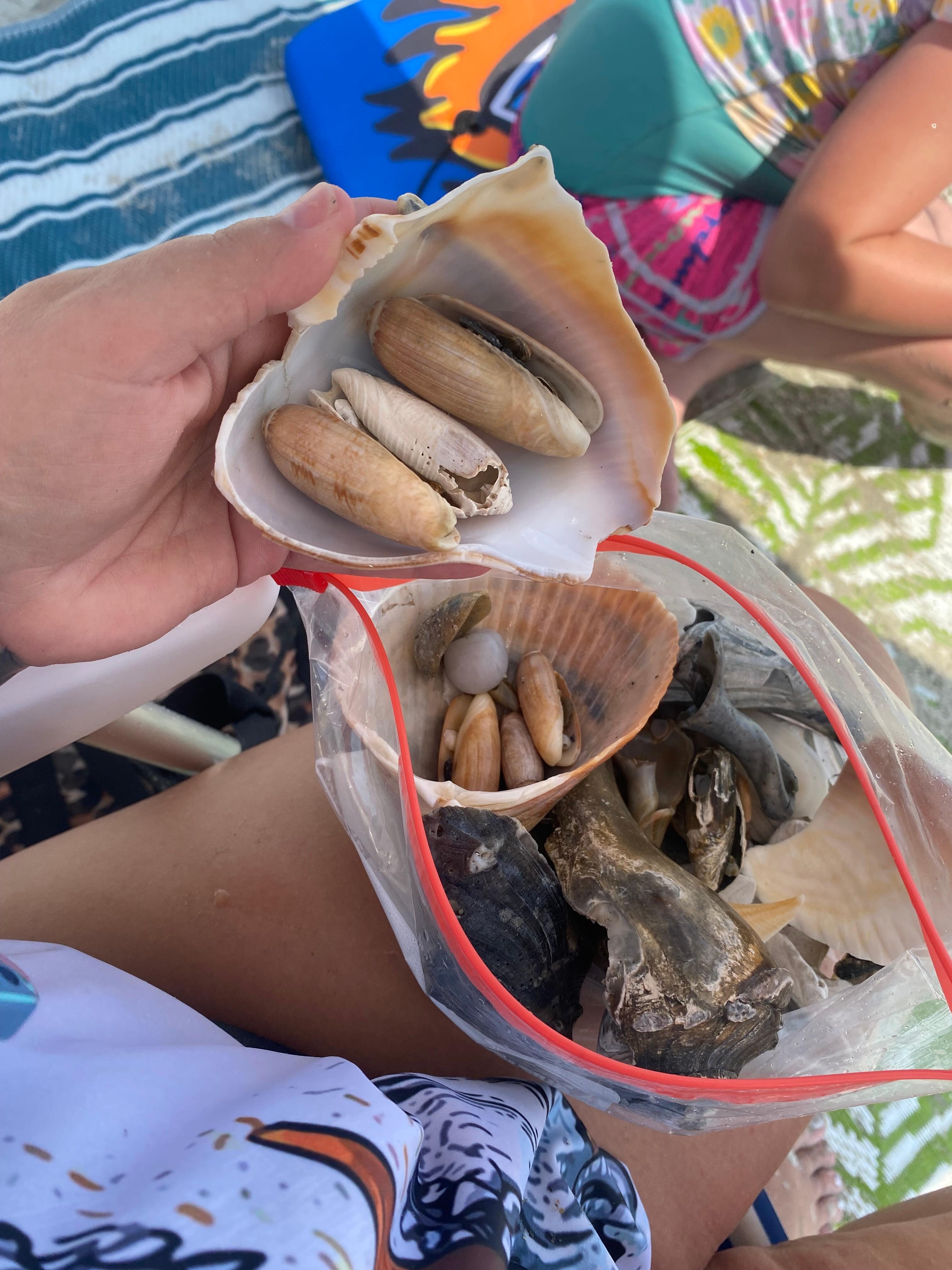 We found so many beautiful shells of all kinds!! 
