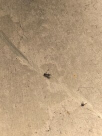 Dead bug