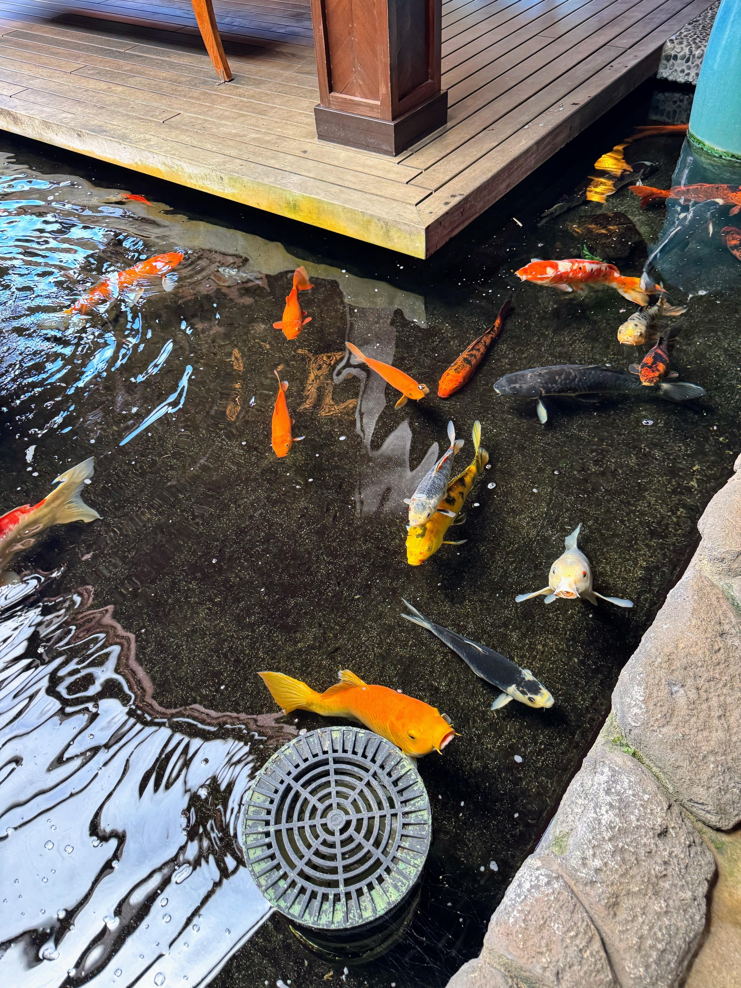 Koi in lobby