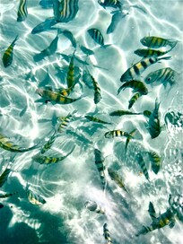 Snorkeling outside your door, bring crushed pretzels or cheeze it’s, the fish swim right up to you!