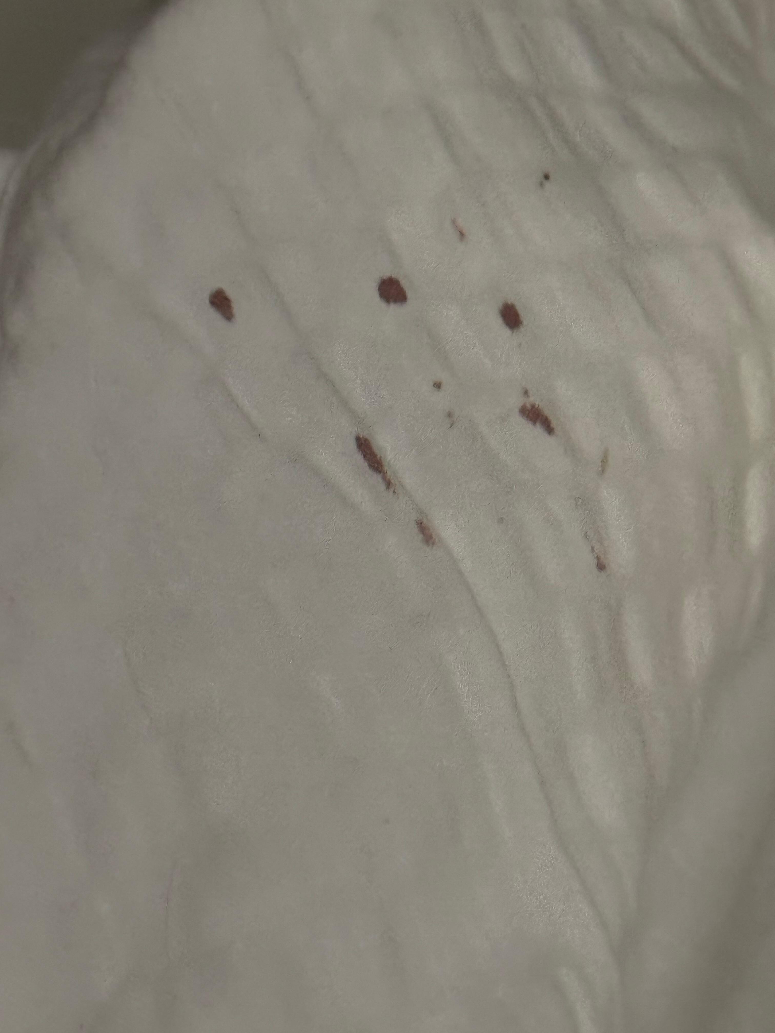 Blood stains on comforter