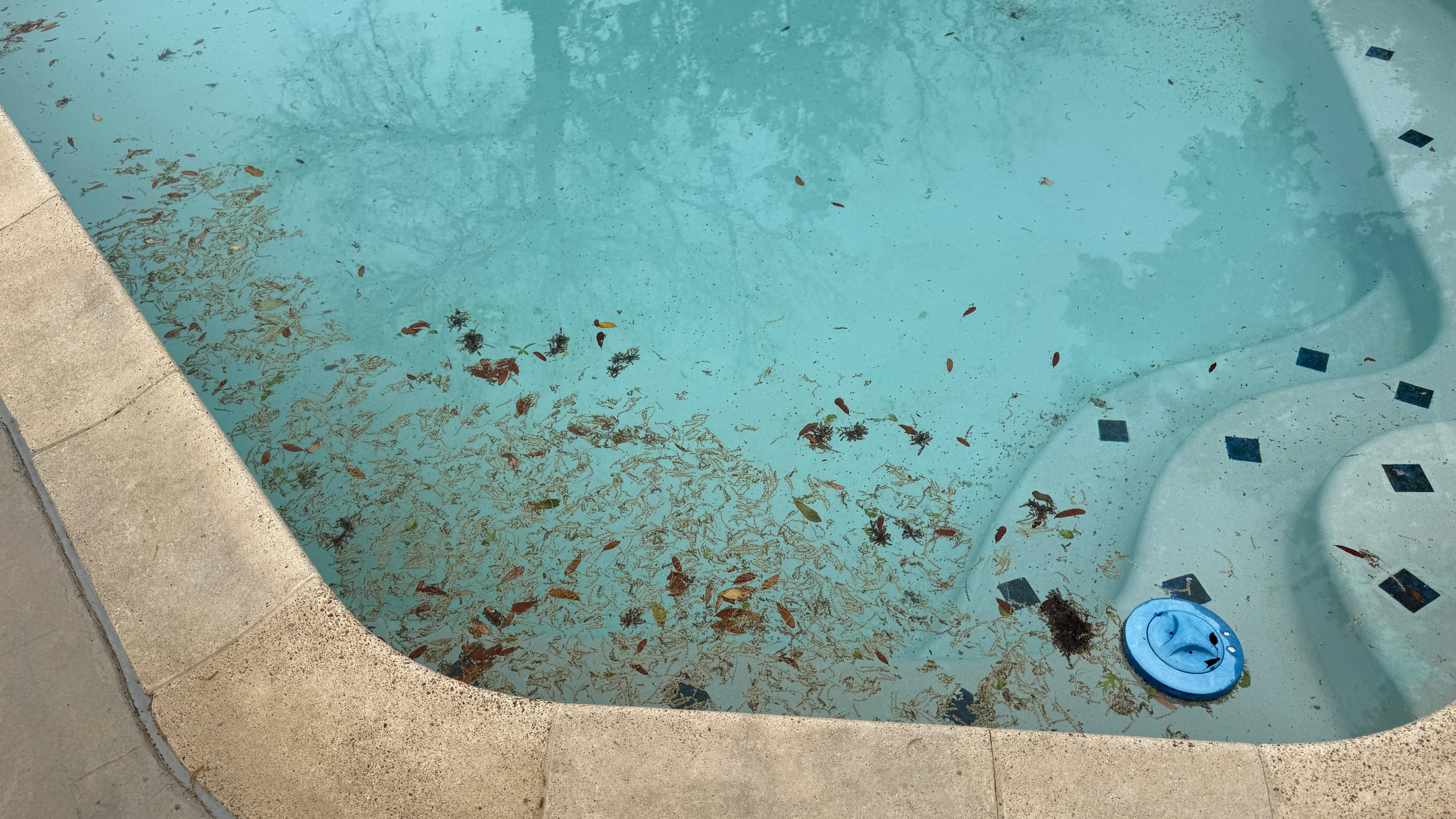 The pool was in unacceptable condition upon arrival and remained unusable for nearly our entire stay. Despite multiple requests and photo evidence, it was only addressed the day before checkout.