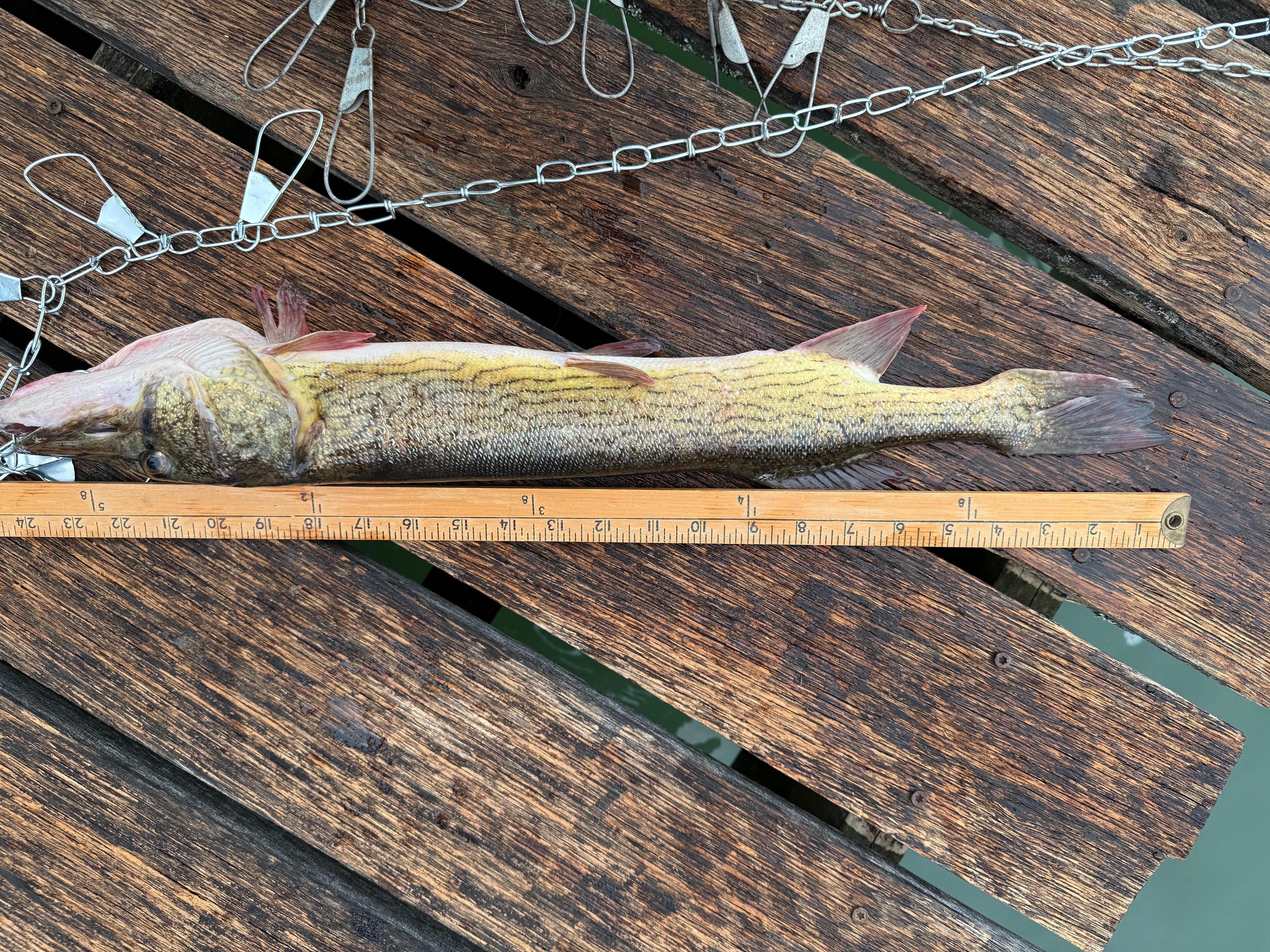 Record fish for under age 16 angler!