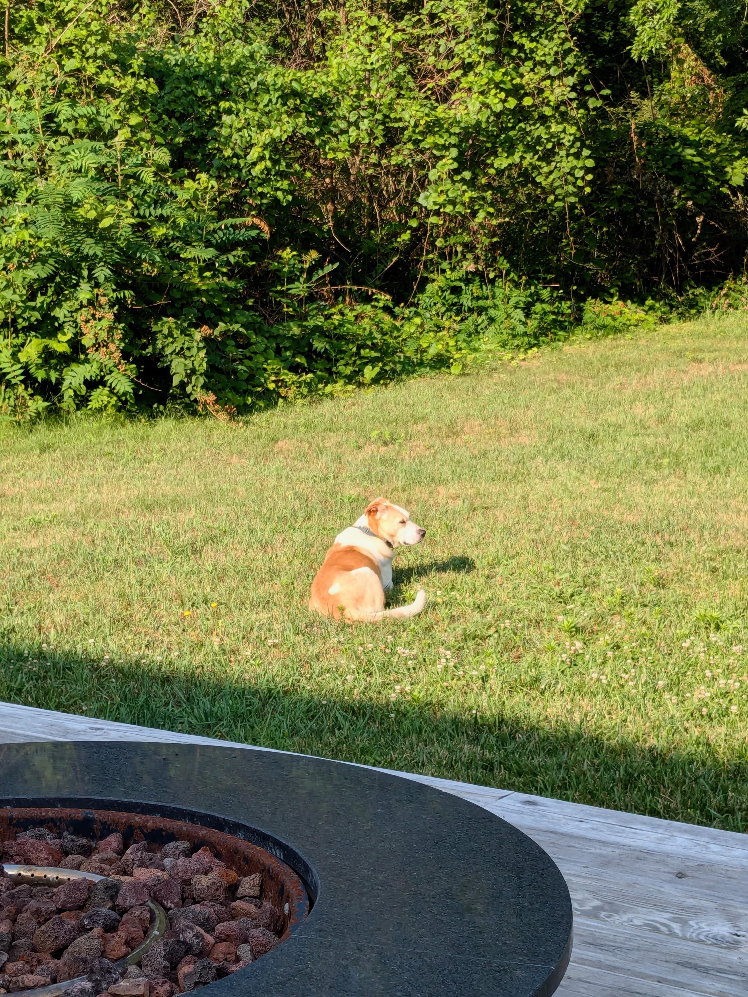 Reclined in the backyard 