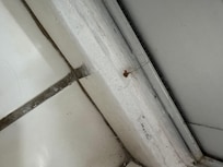 Filthy floors with hairs of all colors and lenthgs including pubic. Floors not washed for who knows how long and barely swept