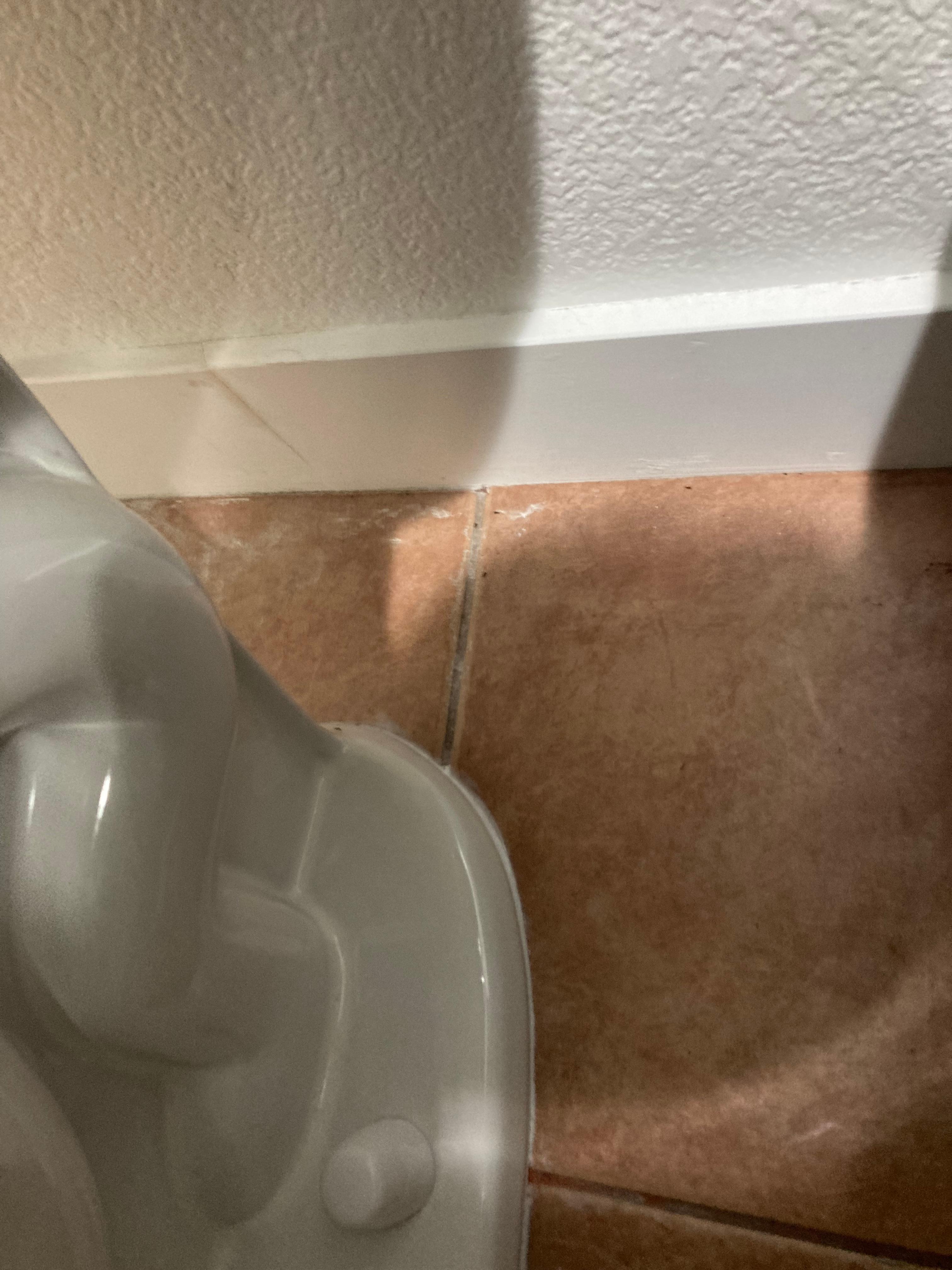 ants around toilet