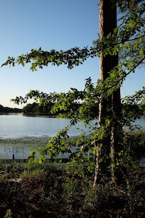 From a walk down the road in the neighborhood.