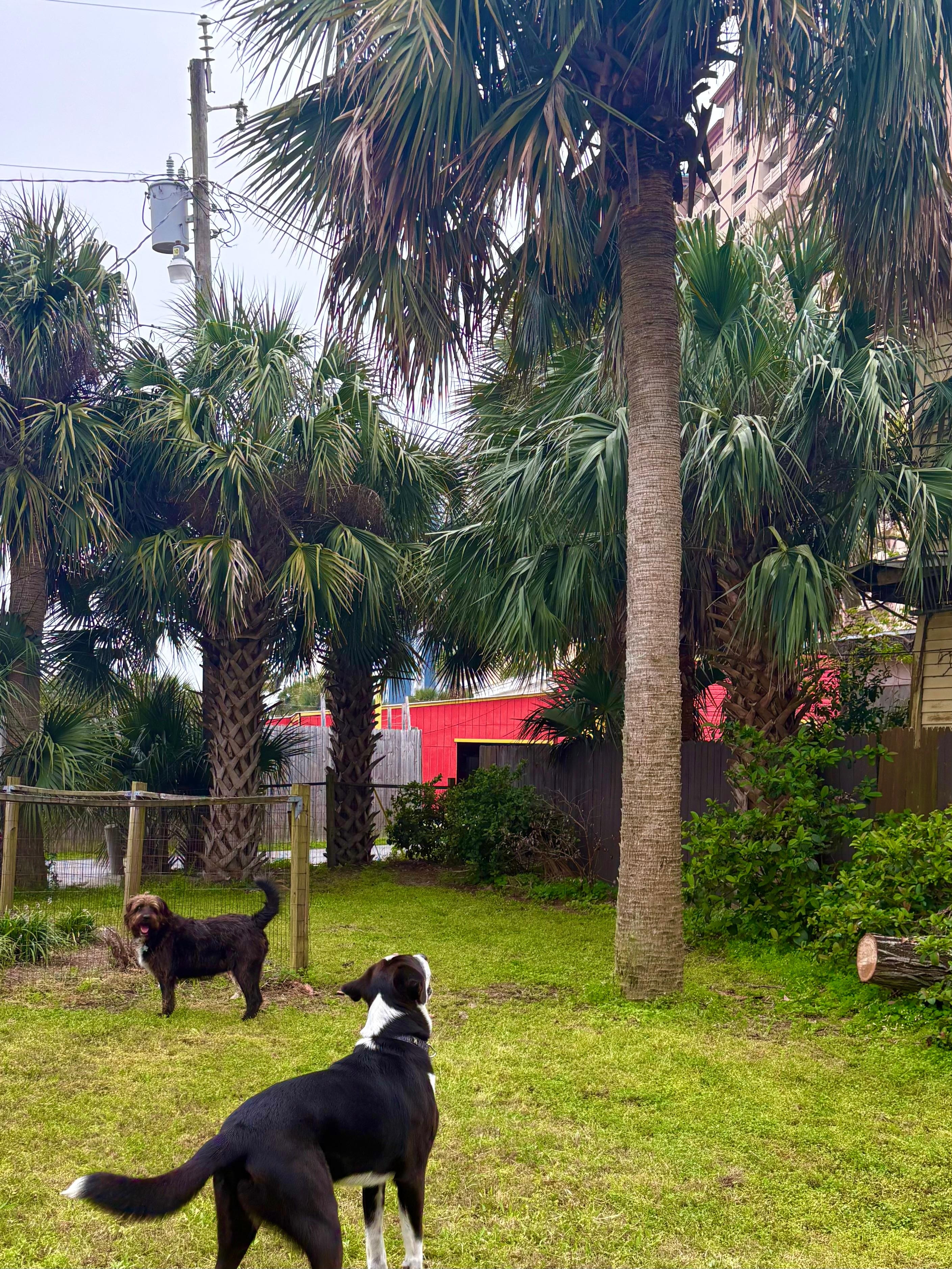 Hunting squirrels in the yard.