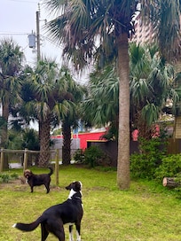 Hunting squirrels in the yard.