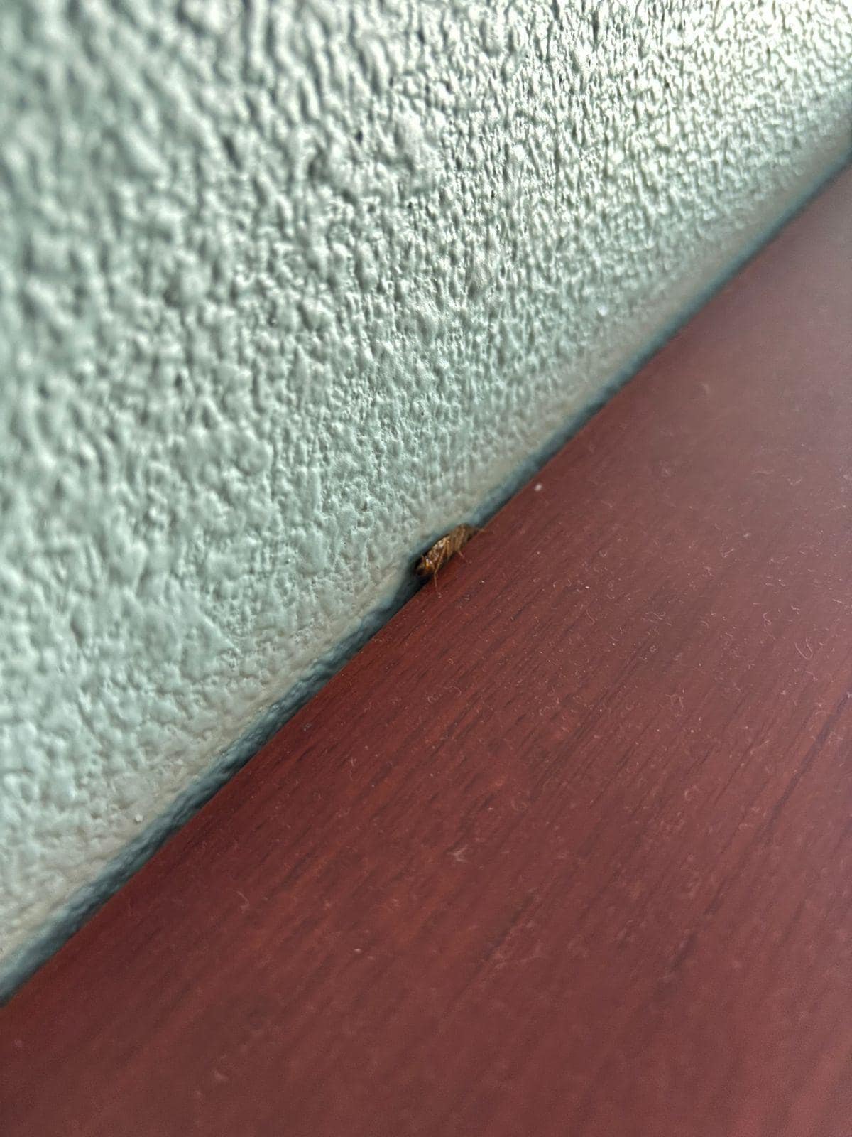 Cockroaches above the bed