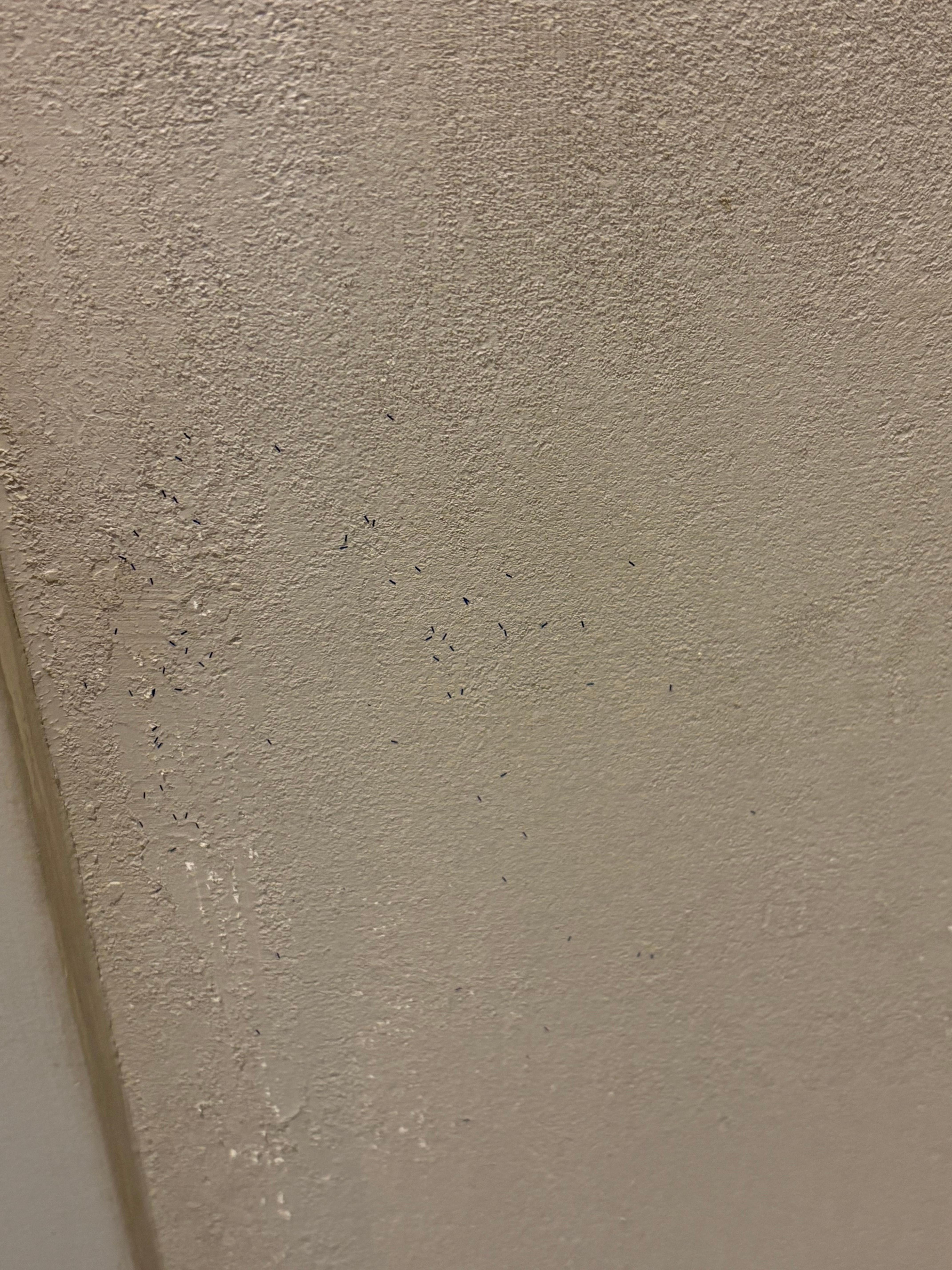 What appeared to be shaved hair onto the bathroom wall. 