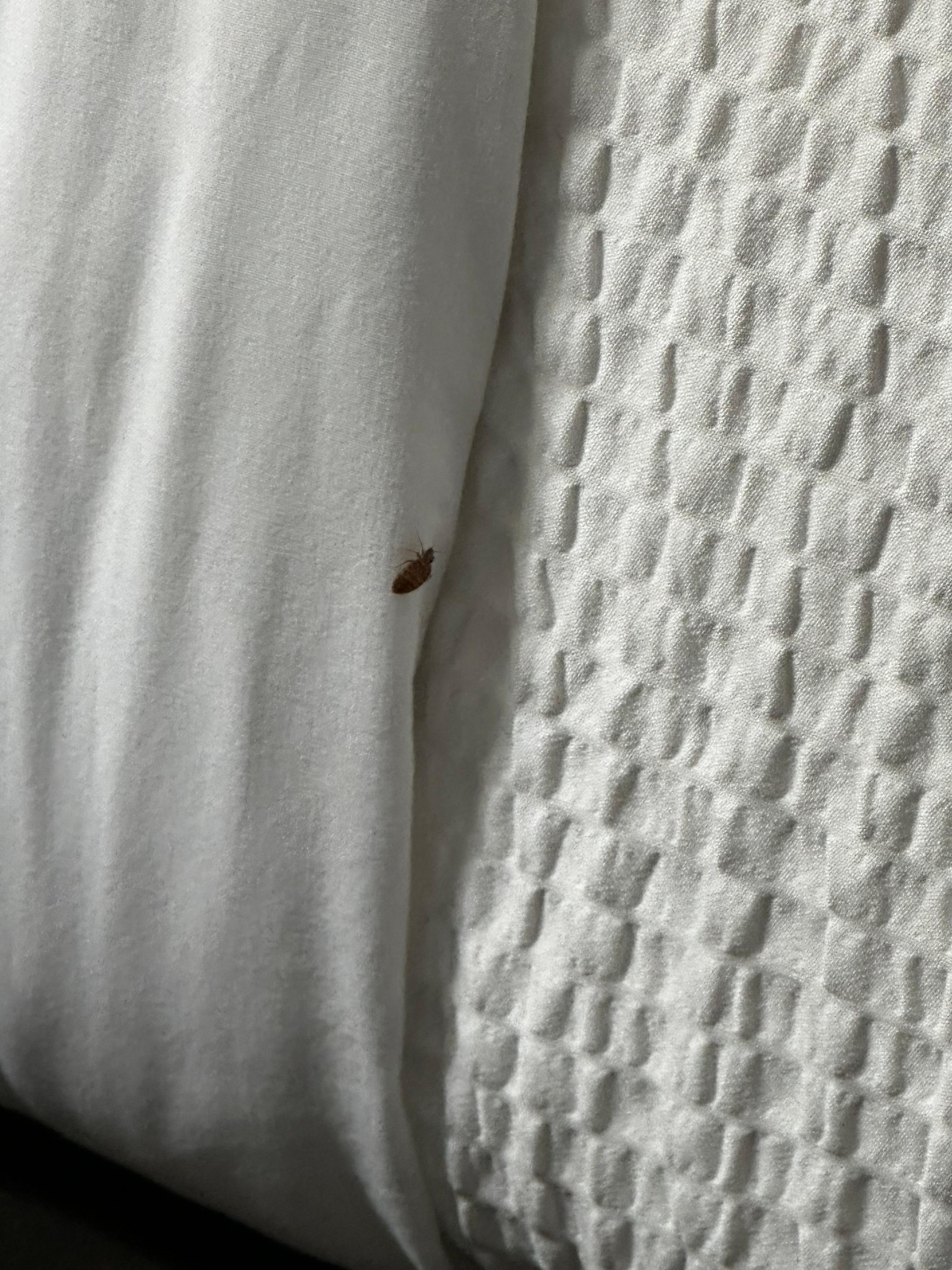 Bed bugs 