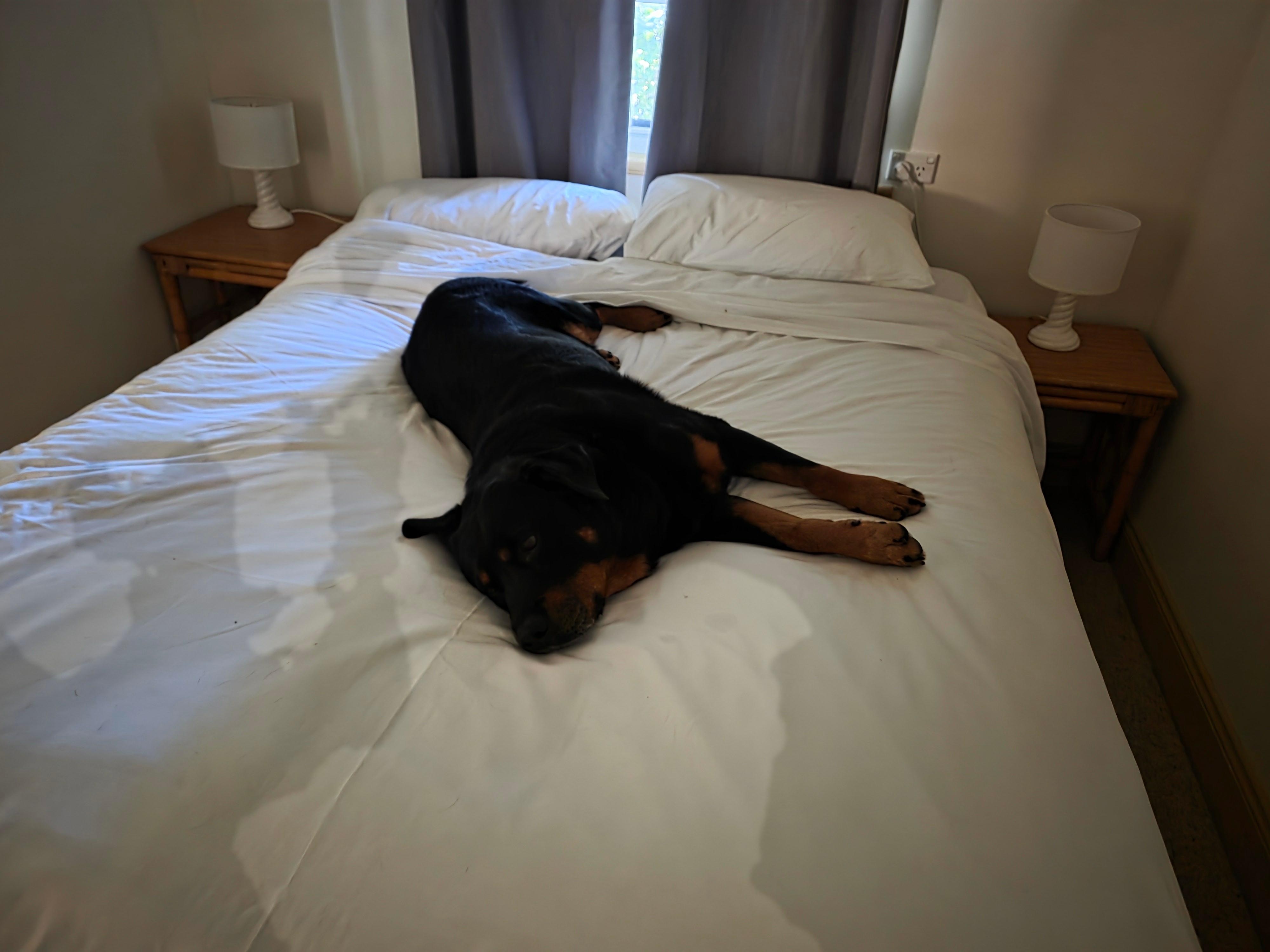 Keith our dog feeling like home 