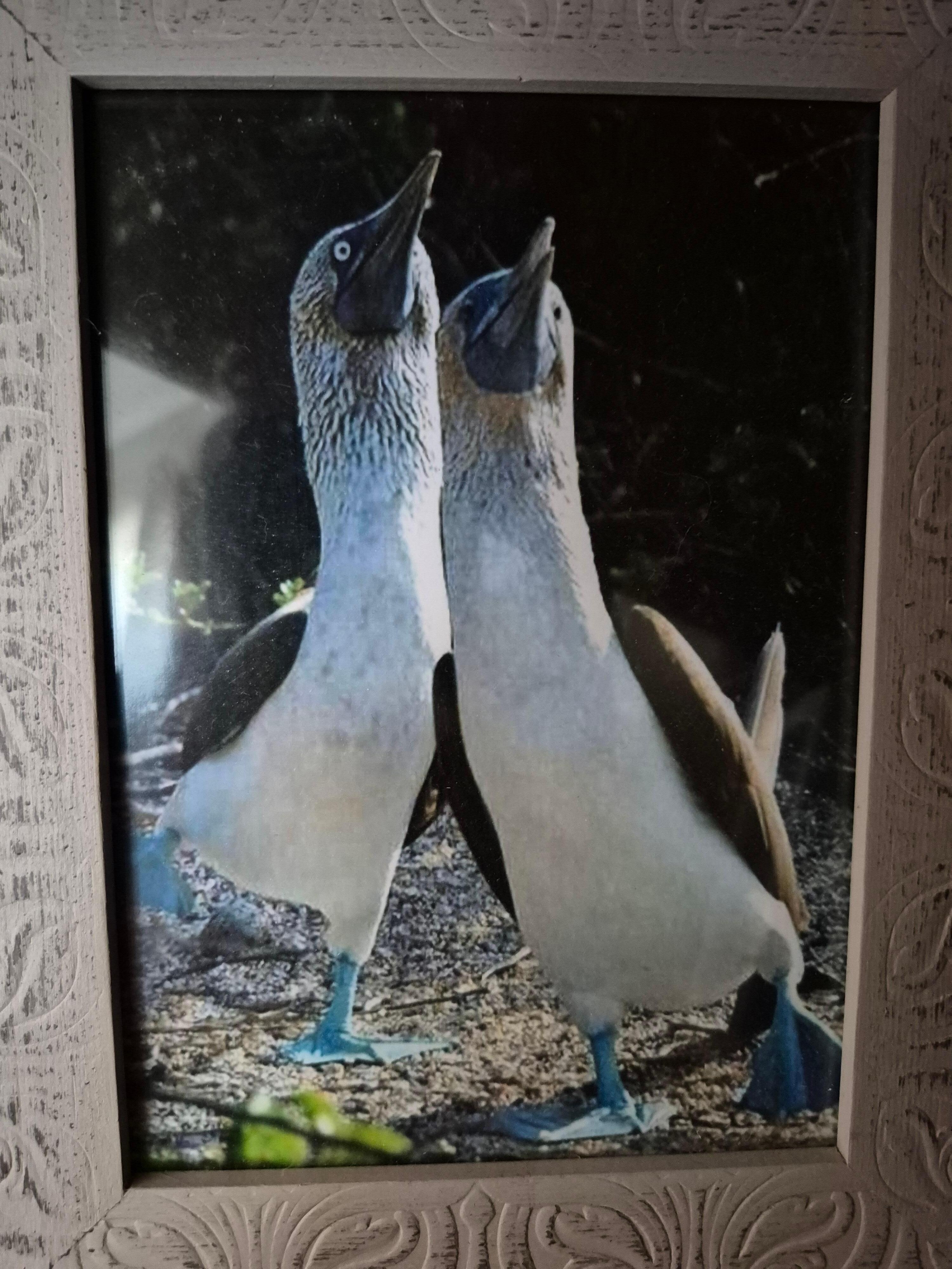 We had never seen a blue footed booby before--so cute!
