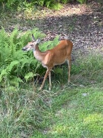 Deer everyday in the backyard!