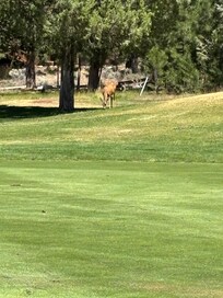 A view from Aspen Lakes golf course!