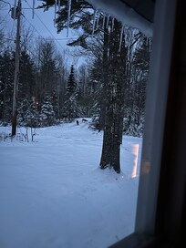 Family of Deer in the yard everyday