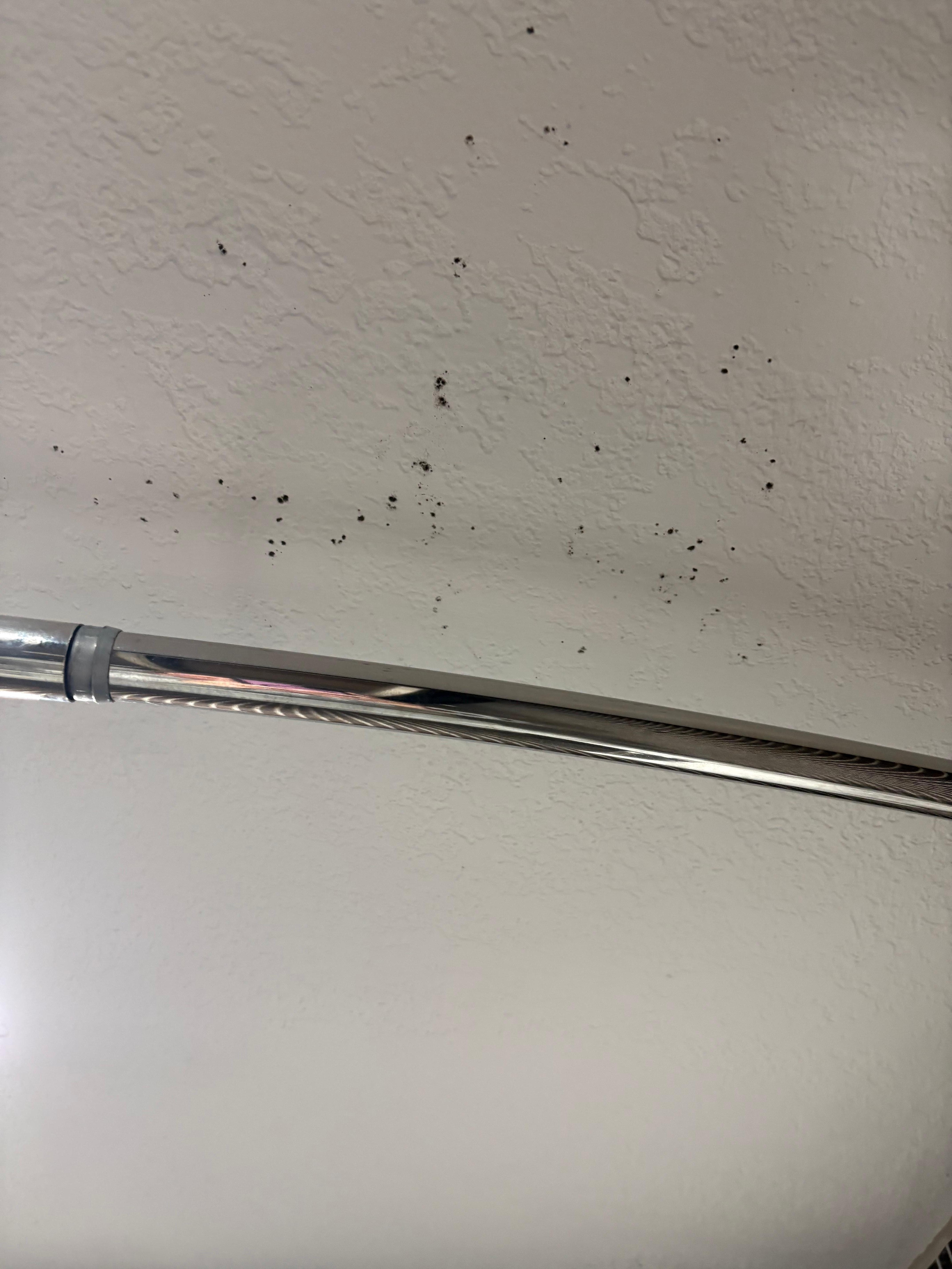 What looks like to be mold.