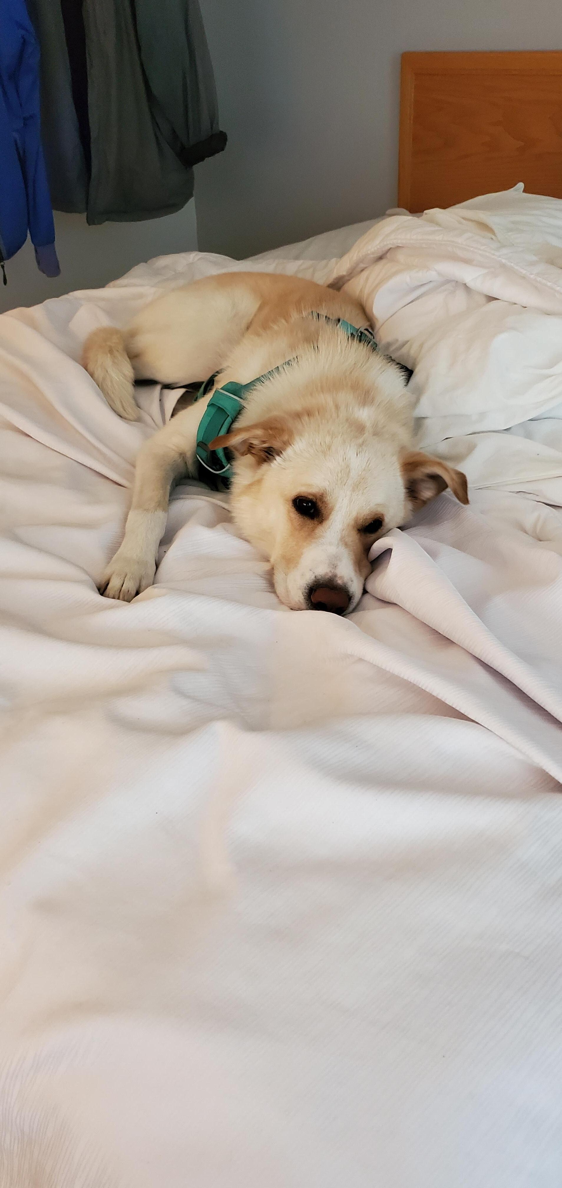 Settling in for a nice snooze after a long day of hiking.