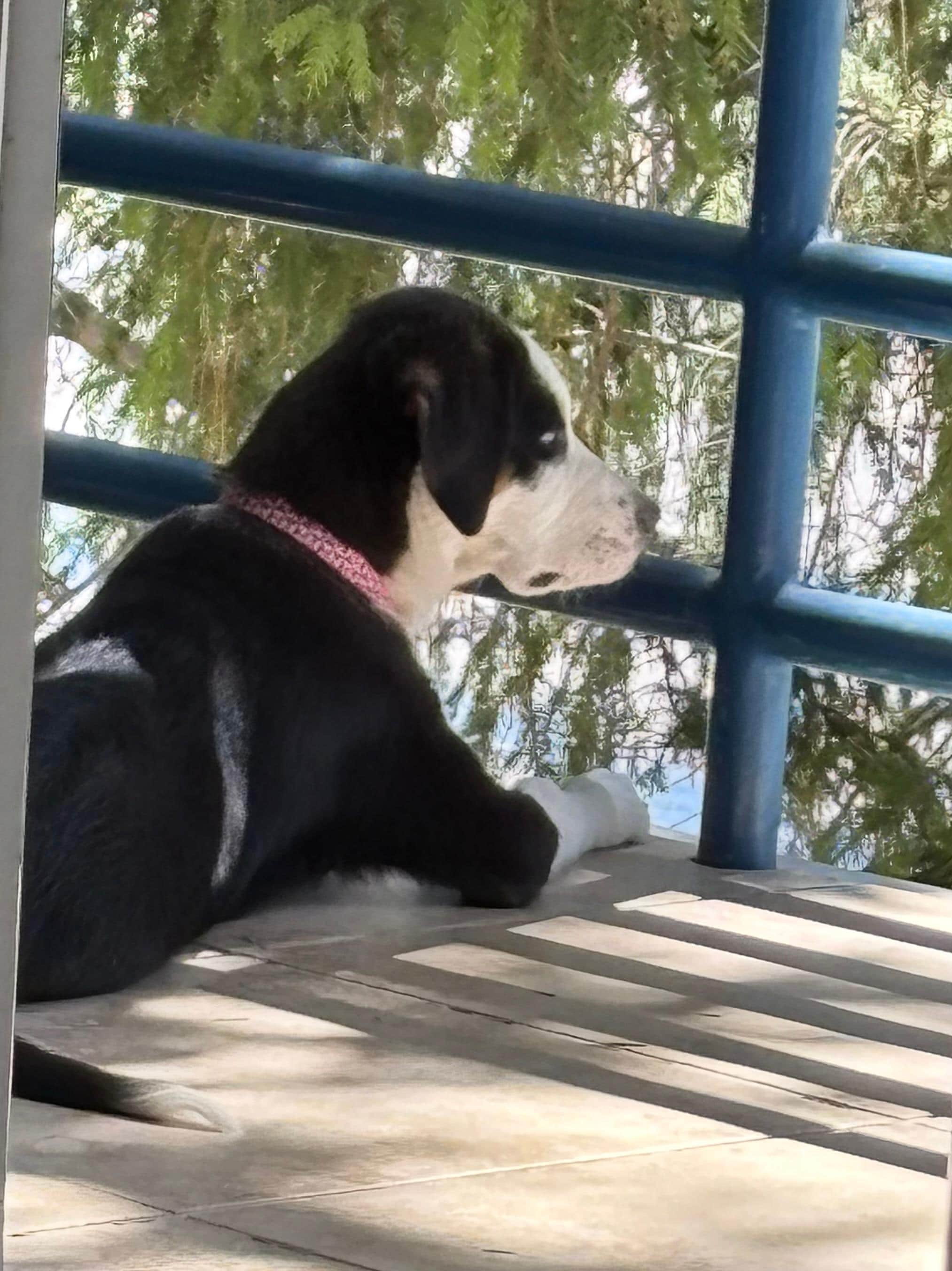 Hanging out on the balcony. 