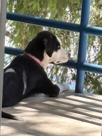 Hanging out on the balcony.