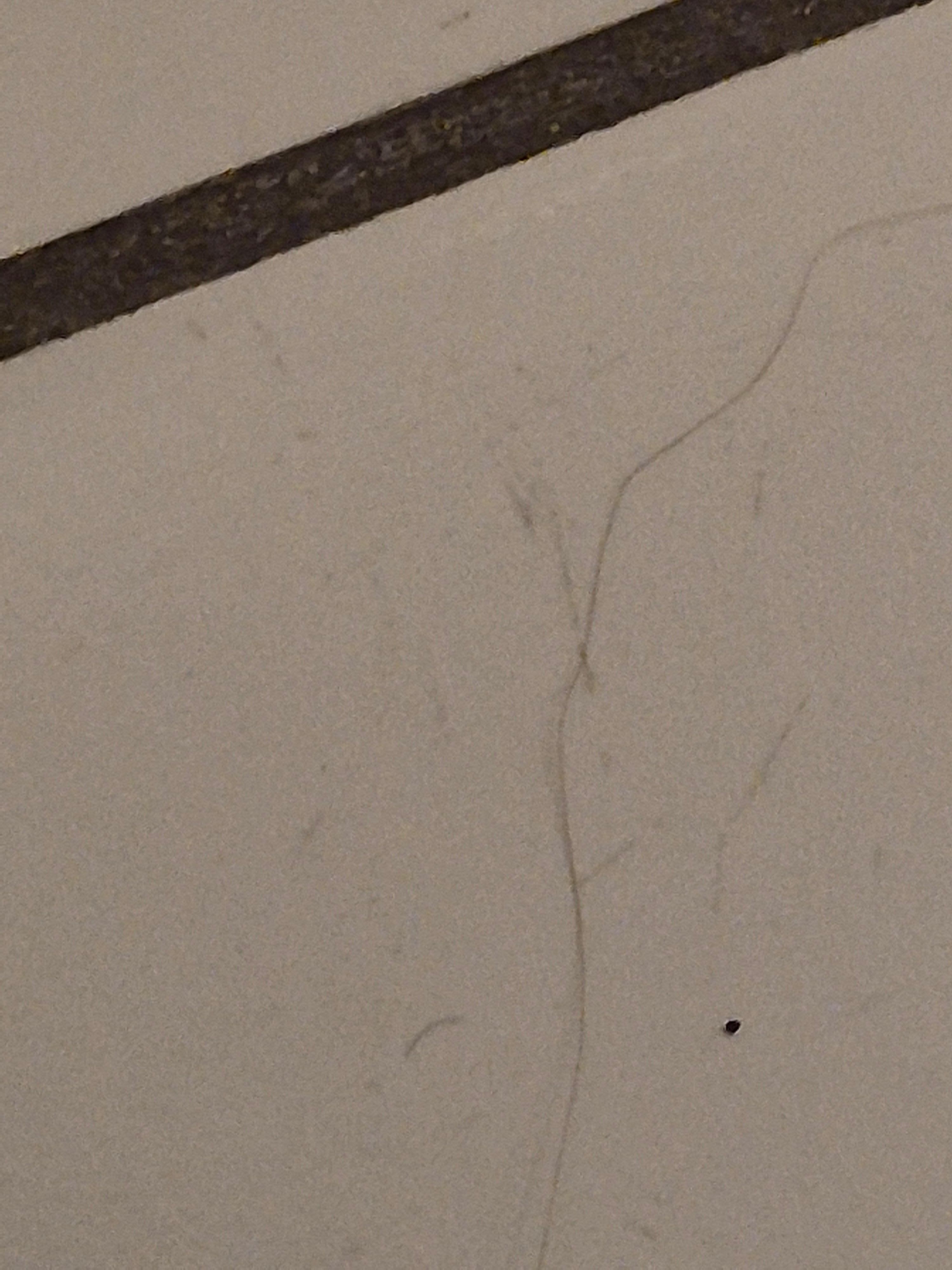 Hair on floor in bathroom  #1
