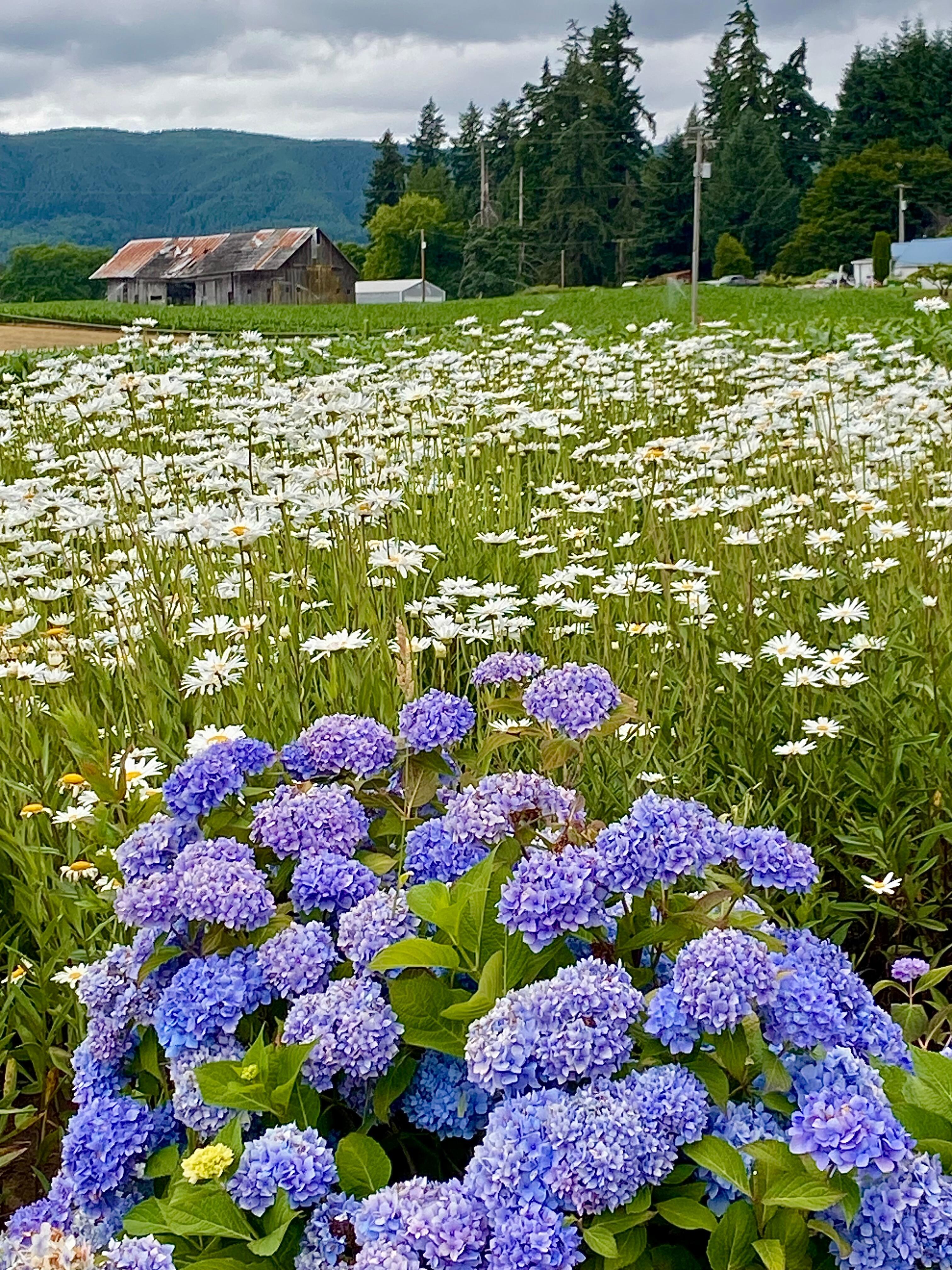 A beautiful You Pick spot on the island 