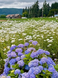 A beautiful You Pick spot on the island