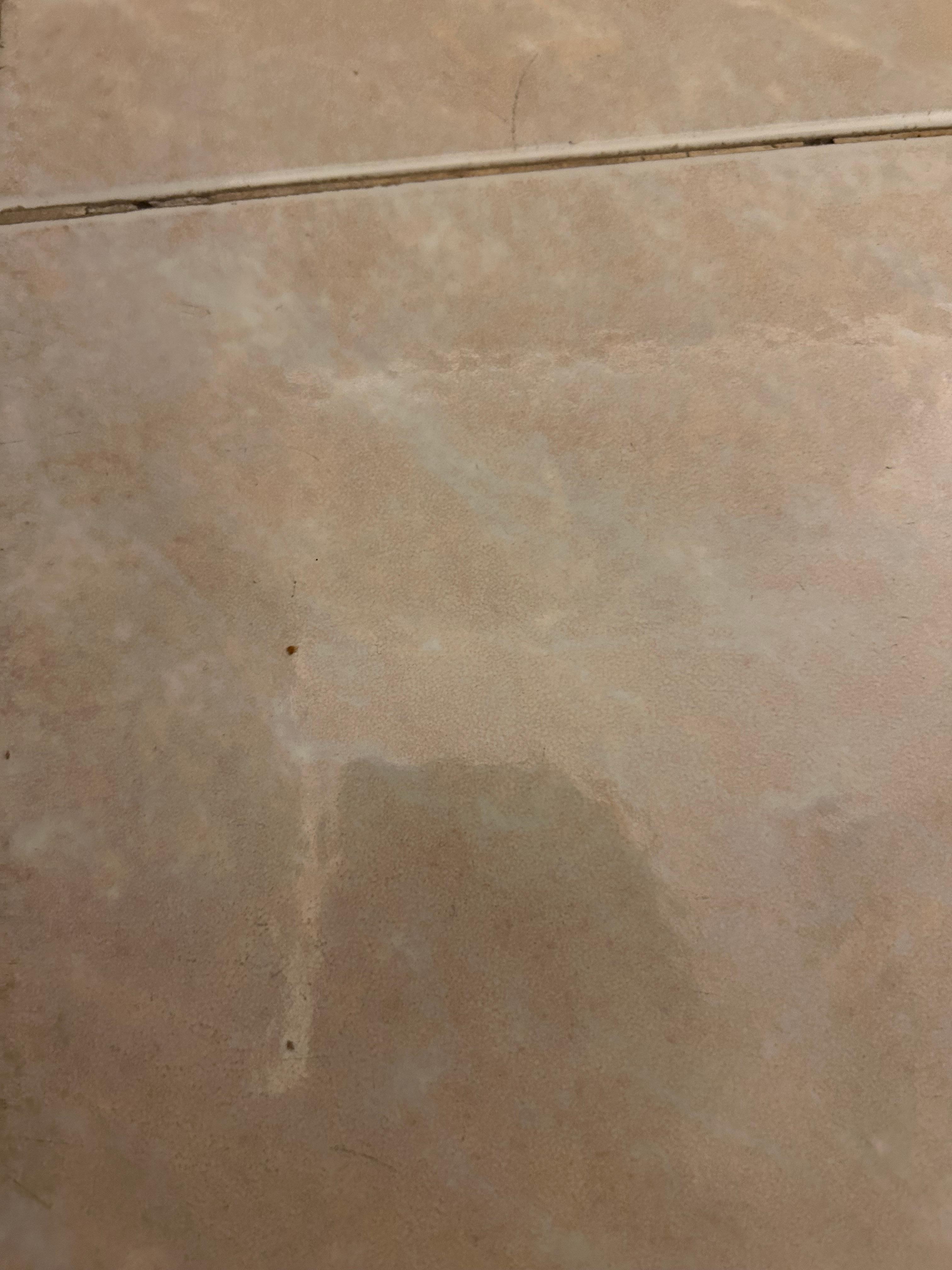 Dead bug on floor at check-in