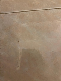 Dead bug on floor at check-in