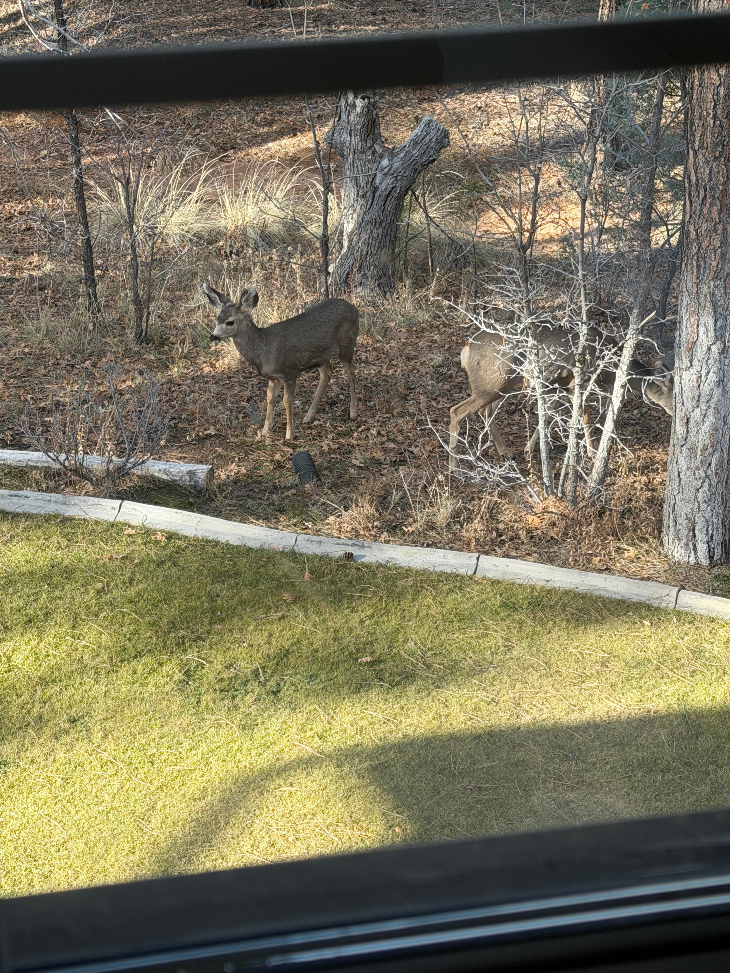 View out the master bedroom window