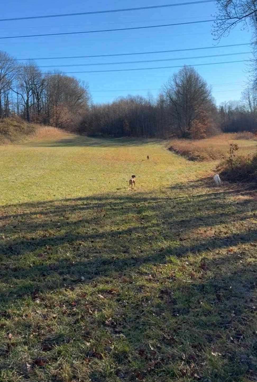 Grassy meadow on property. About 100 yard walk along driveway to get to meadow 