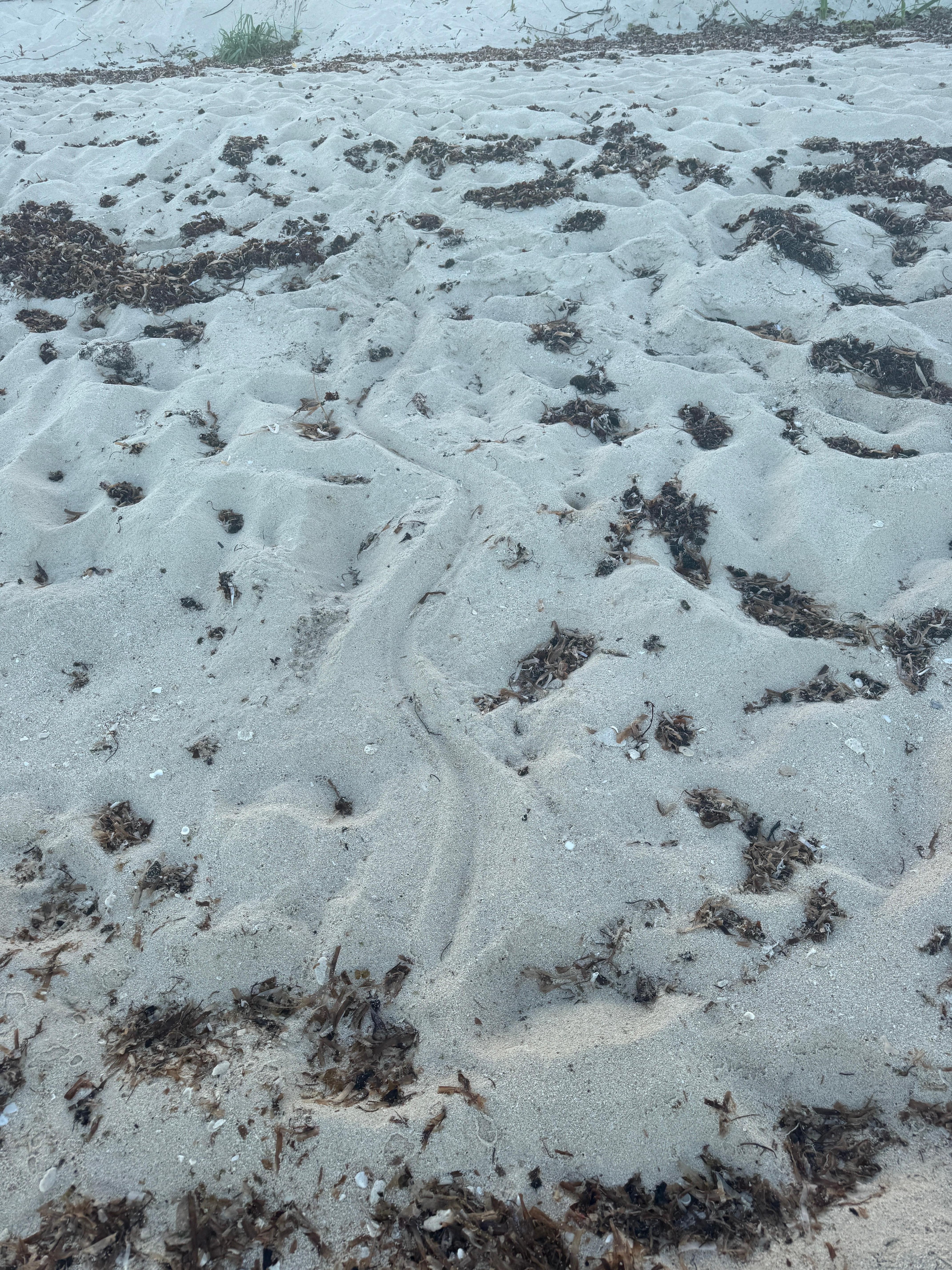 Crocodile tracks 