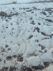 Crocodile tracks