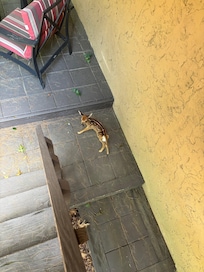 Baby deer