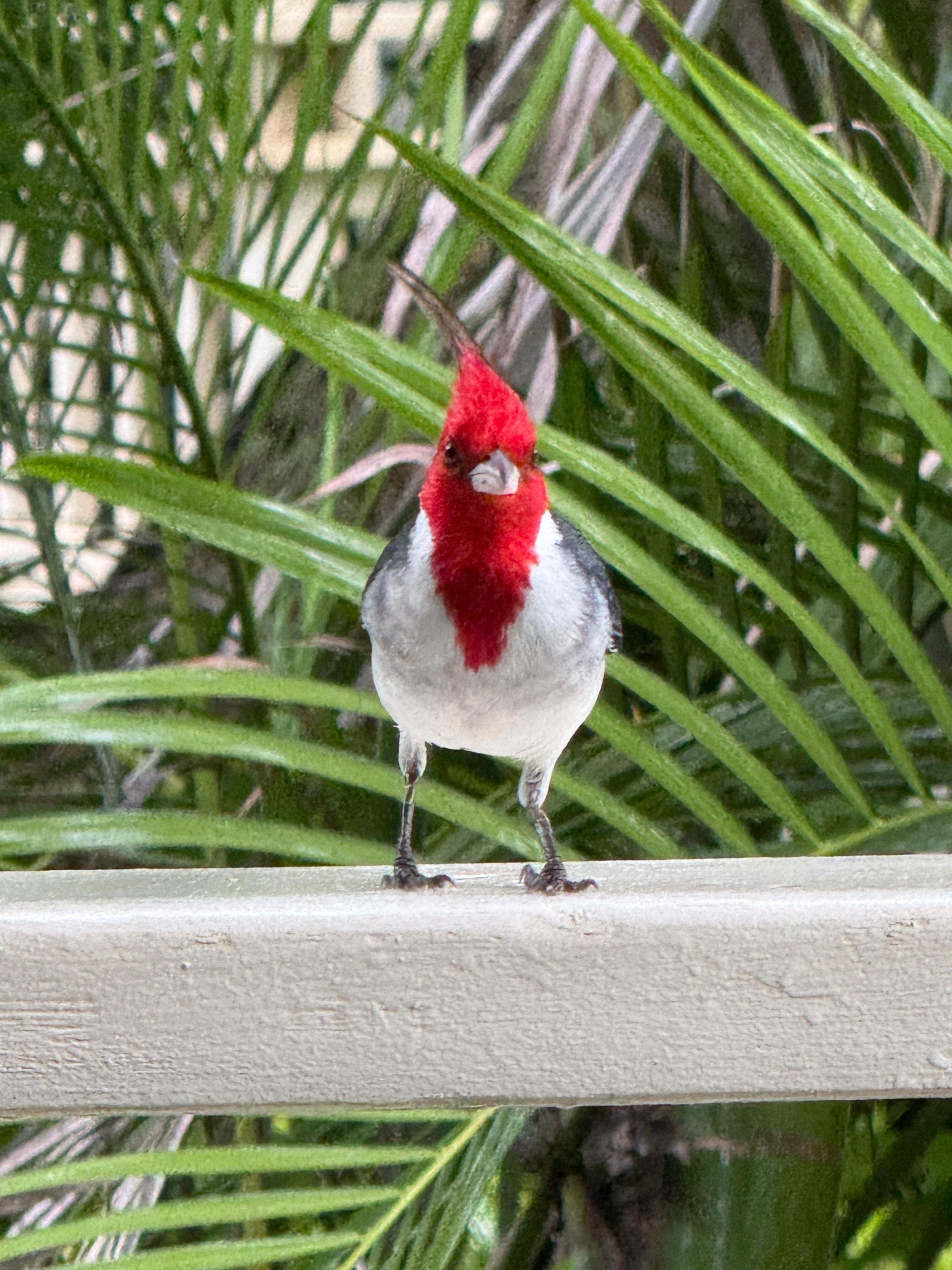 Our little friend that visited us at every meal!