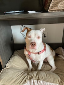 Doggy bed fit perfect under the tv:)