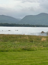 You can see two deer at the water
